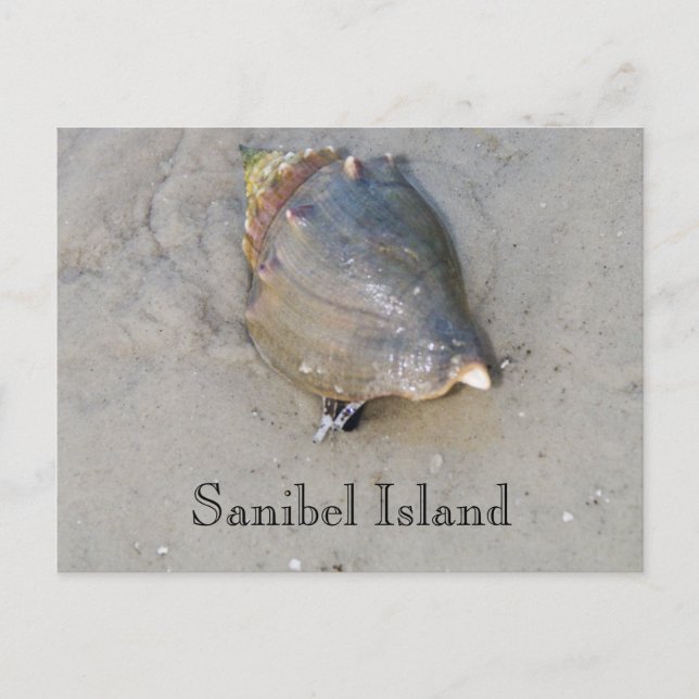Postal Sanibel Shell (Anverso)