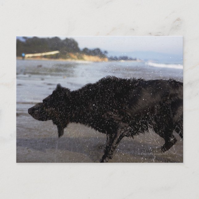 Postal Santa Bárbara, California, Estados Unidos (Anverso)