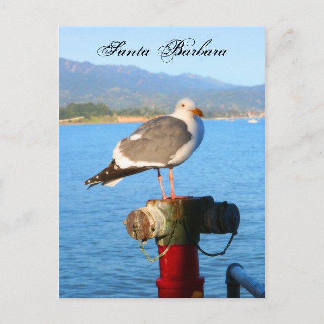 Postal Santa Barbara Seagull (Anverso)