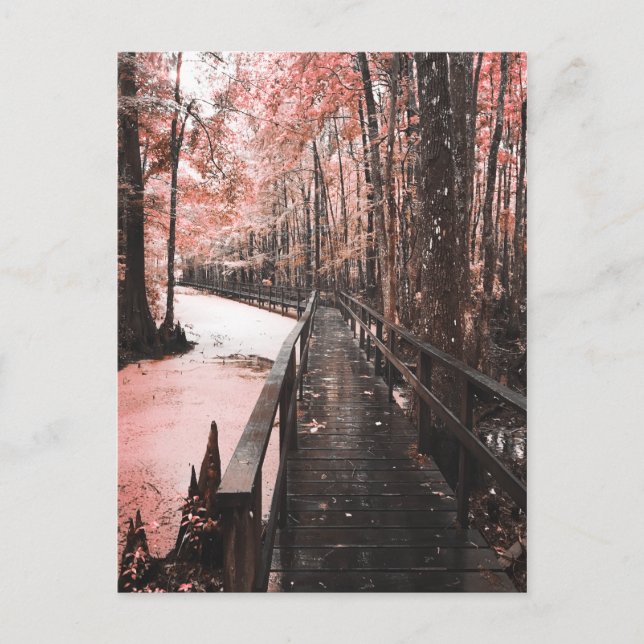 Postal santant swamp dreamscape (Anverso)