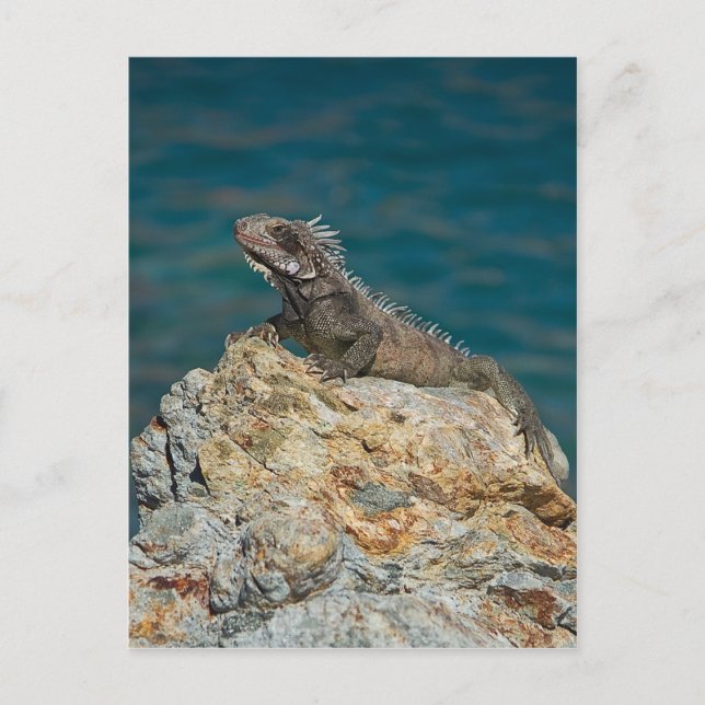 Postal Santo Tomás, Iguana (Anverso)