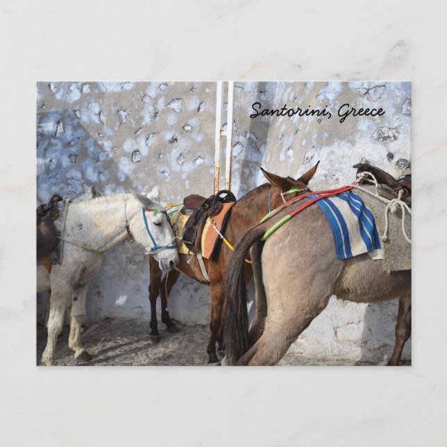 Postal Santorini, Grecia - Burros (Anverso)