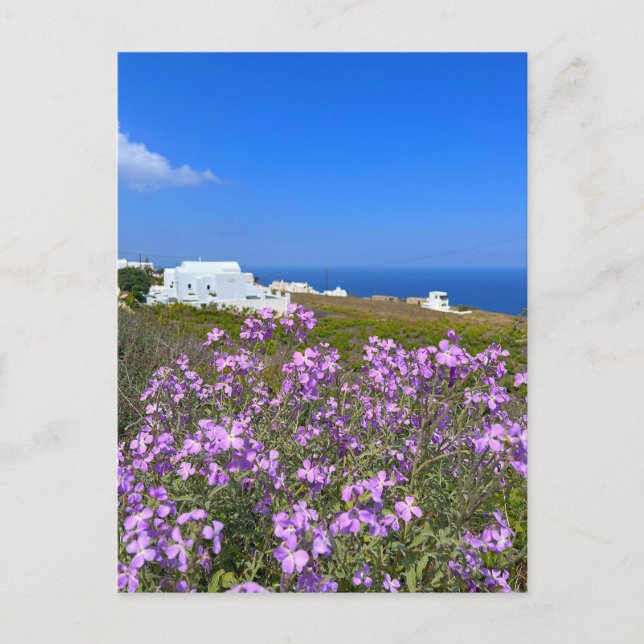 Postal Santorini Grecia Edificio Blanco Morado Flor salva (Anverso)