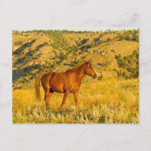 Postal Santuario de Caballos Salvajes.