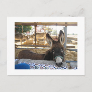 Postal Santuario de Nerja Donkey