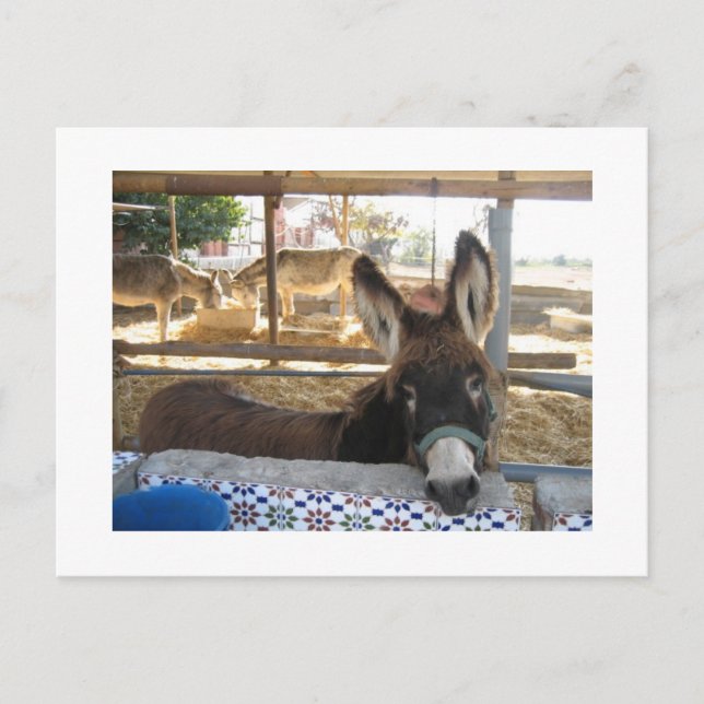 Postal Santuario de Nerja Donkey (Anverso)