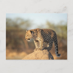 Postal Santuario de vida silvestre Harnas, Namibia