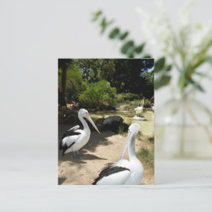 Postal Santuario Pelicano, Postcard