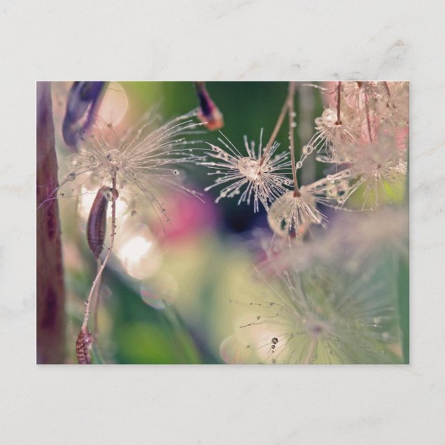 Postal Santuración de Dandellion (Anverso)