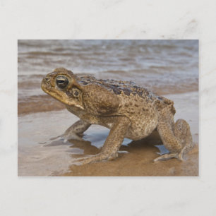 Postal Sapo Cane Rhinella marina, previamente Bufo