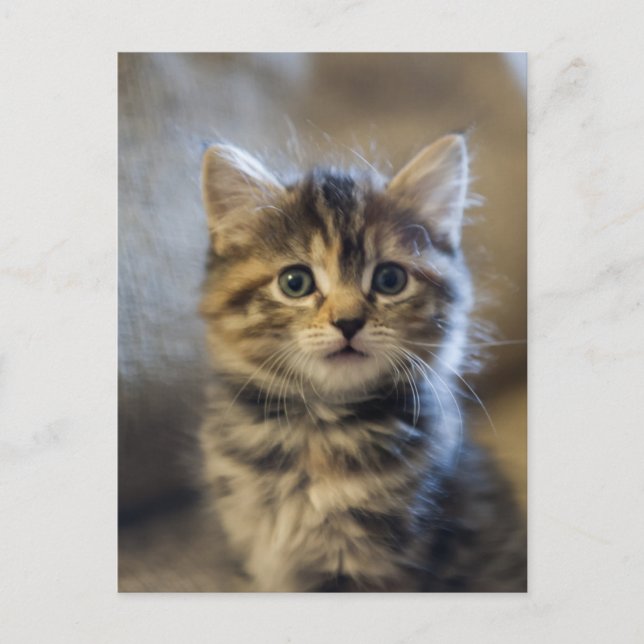 Postal Sapphire (Anverso)