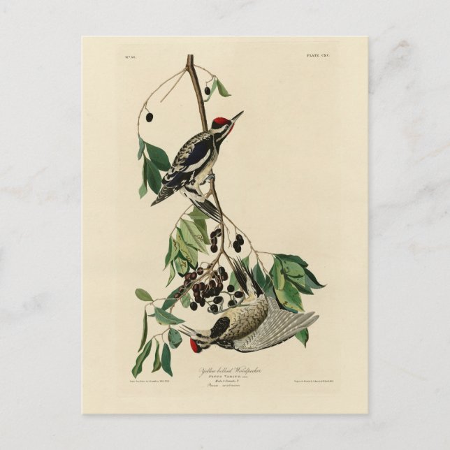 Postal Sapsucker de barriga amarilla, pájaros auduónicos  (Anverso)