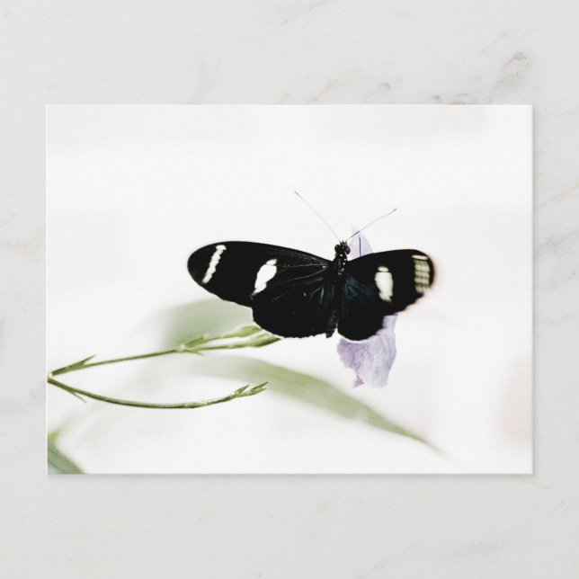 Postal Sara Postcard (Anverso)