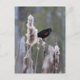 Postal Sargento común (Agelaius phoeniceus)