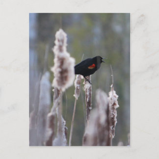 Postal Sargento común (Agelaius phoeniceus)