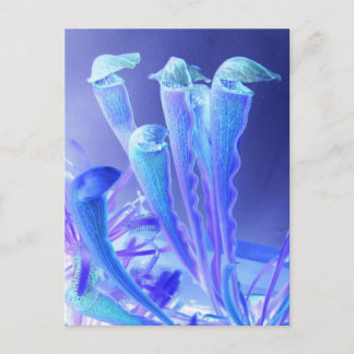 Postal sarracenia blues