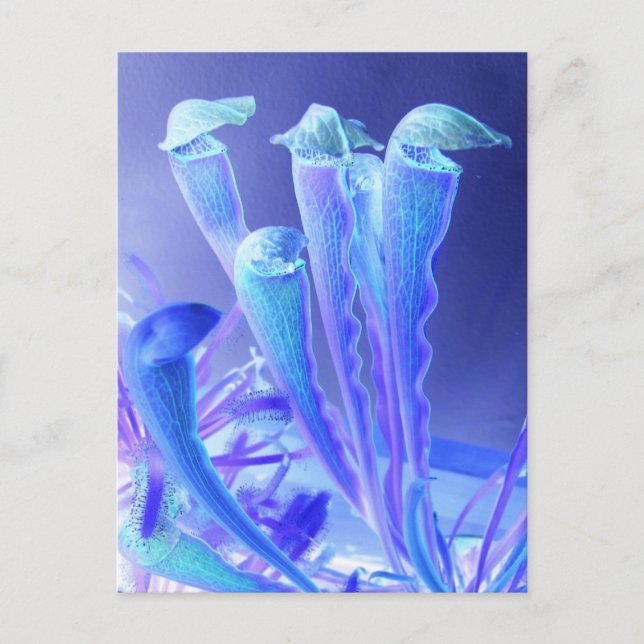 Postal sarracenia blues (Anverso)