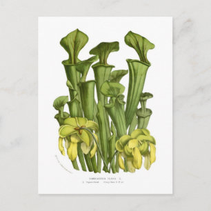 Postal Sarracenia flava
