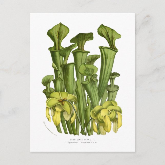 Postal Sarracenia flava (Anverso)