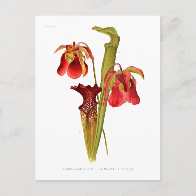 Postal Sarracenia hibrids (Anverso)