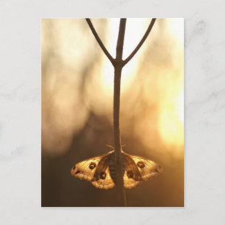 Postal Sarurnia pavonia