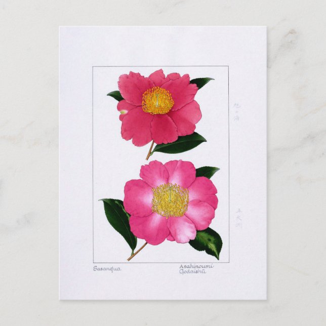 Postal Sasanqua Plate: Asahinoumi & Godaishu (Anverso)