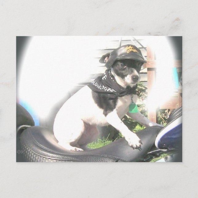 Postal Sassy Biker Rat Terrier Babe (Anverso)