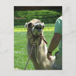 Postal Sassy Camel