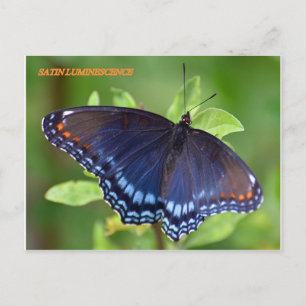 POSTAL SATIN LUMINESCENCE