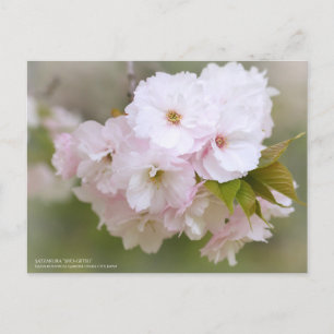 Postal Satzakura "Sho-getsu":Postal