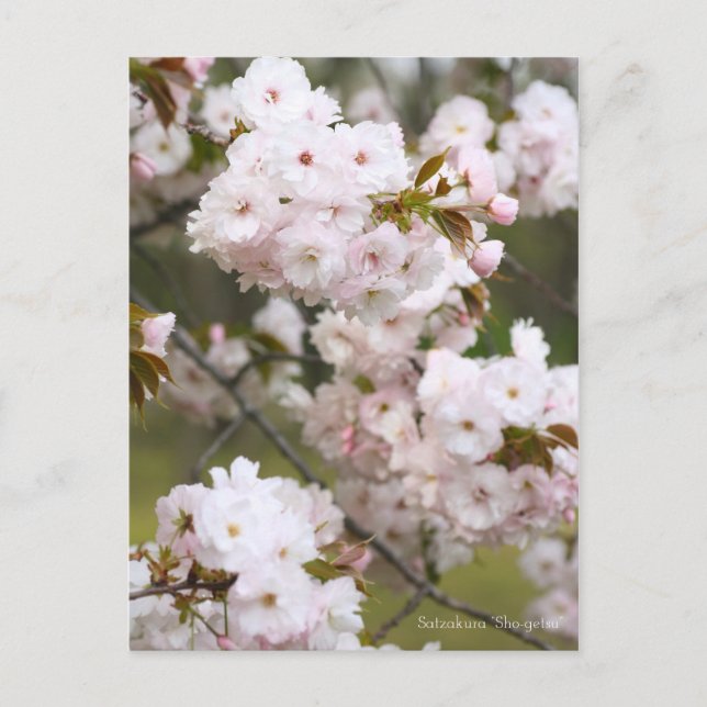 Postal Satzakura "Sho-getsu" [postal] (Anverso)