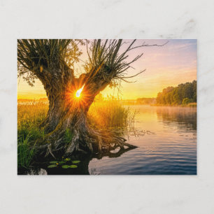 Postal Sauce de Pollard junto al río brumoso al amanecer