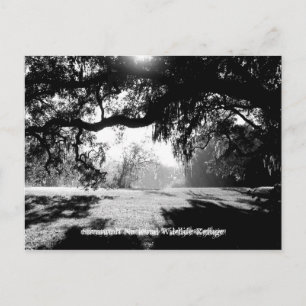 Postal Savannah