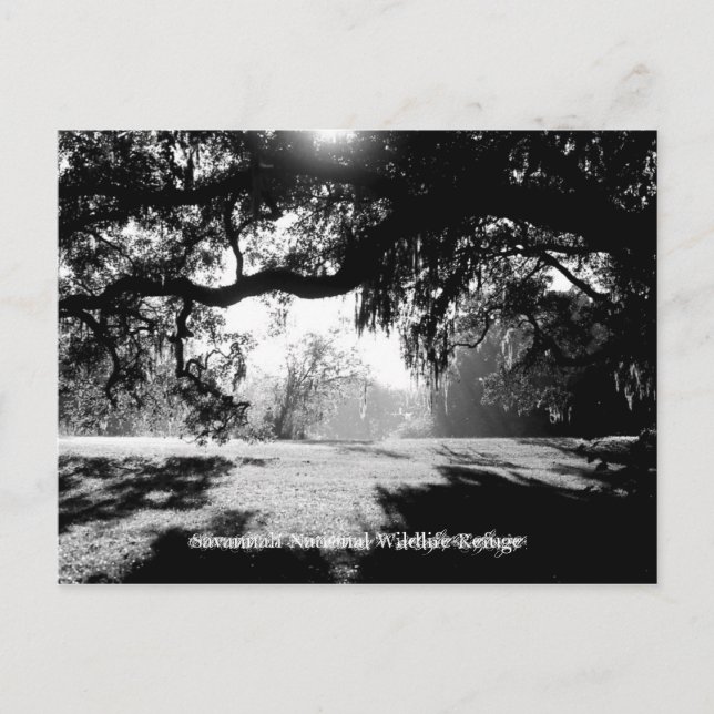 Postal Savannah (Anverso)