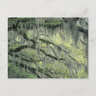 Postal Savannah, Georgia, árbol de roble vivo cubierto co