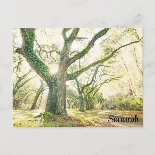 Postal Savannah Georgia Southern Live Oak Tree (Anverso)