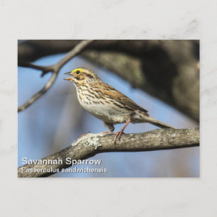 Postal Savannah Sparrow
