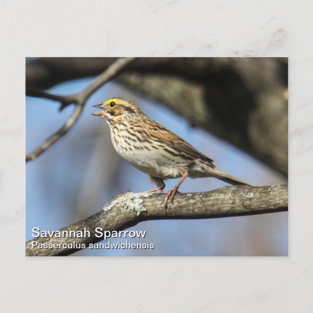 Postal Savannah Sparrow (Anverso)