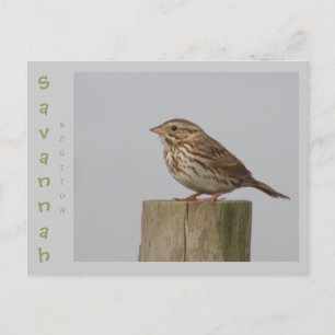 Postal Savannah Sparrow