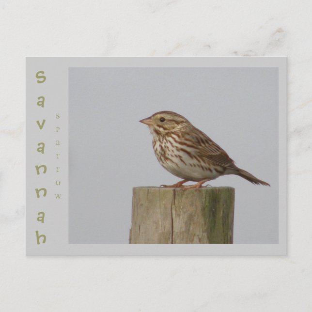 Postal Savannah Sparrow (Anverso)