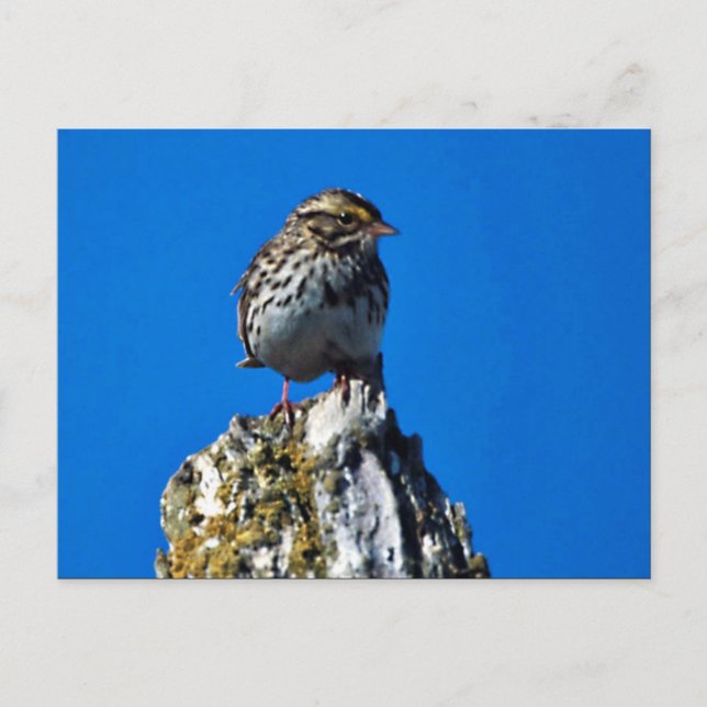 Postal Savannah Sparrow (Anverso)