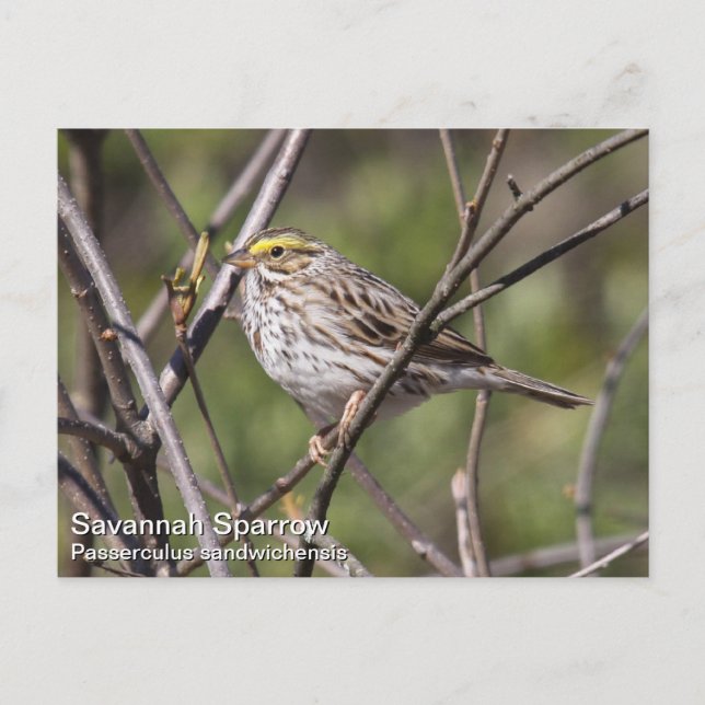 Postal Savannah Sparrow (Anverso)