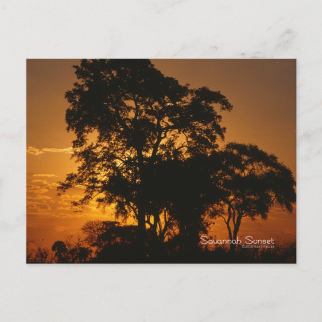Postal Savannah Sunset (Anverso)