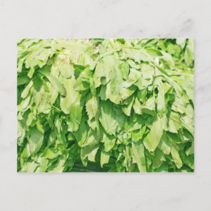 Postal Sawtooth Coriander - Eryngium foetidum fondo