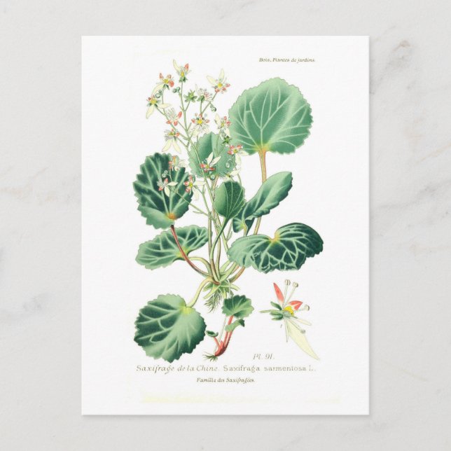 Postal Saxifraga sarmentosa (Anverso)