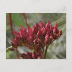 Postal Saxifrage con hojas de cuero, isla Unalaska