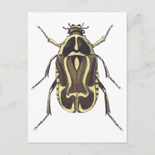 Postal Scarab Beetle