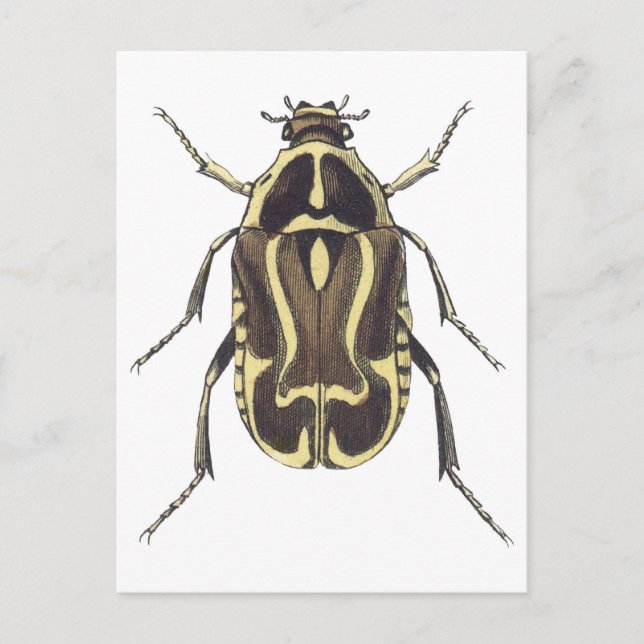 Postal Scarab Beetle (Anverso)