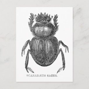 Postal Scarab Beetle Pluma vintage y dibujo de tinta