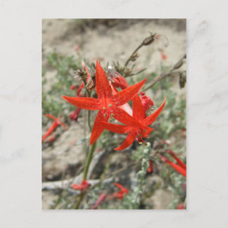 Postal Scarlet Gilia
